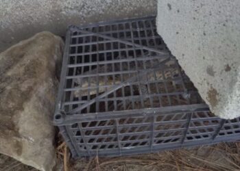 Los equipos de emergencia en Puebla acudieron al lugar para poner en resguardo al animal