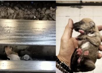 El cachorro cayó a pocos centímetros de los componentes de electricidad de las vías del Metro.