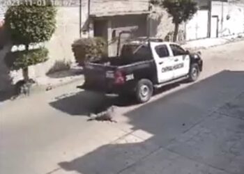 Despiden a policías por atropellar y matar a perrito