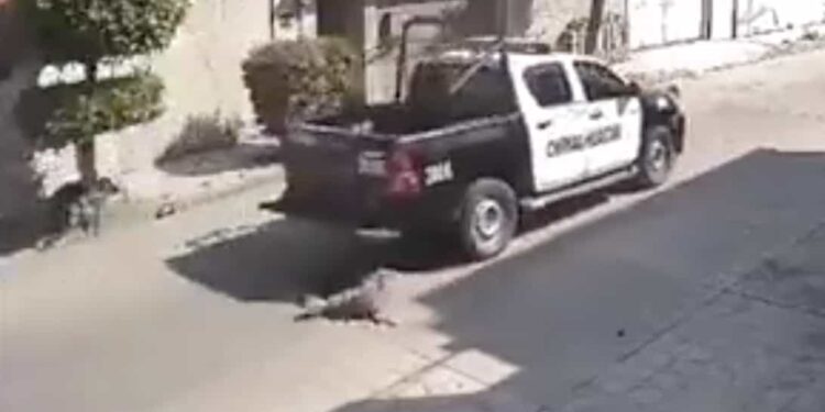 Despiden a policías por atropellar y matar a perrito