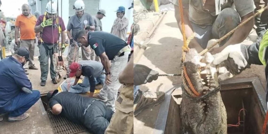 En el rescate intervinieron un total de 14 personas y un especialista en cocodrilos.