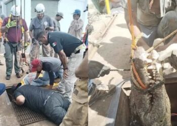 En el rescate intervinieron un total de 14 personas y un especialista en cocodrilos.