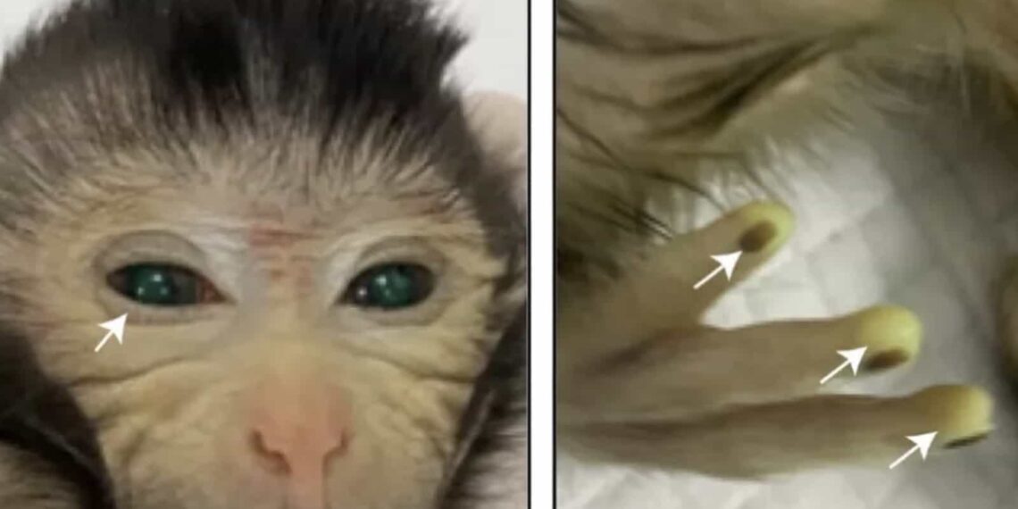 El resultado de este estudio podría usarse para la conservación de especies.