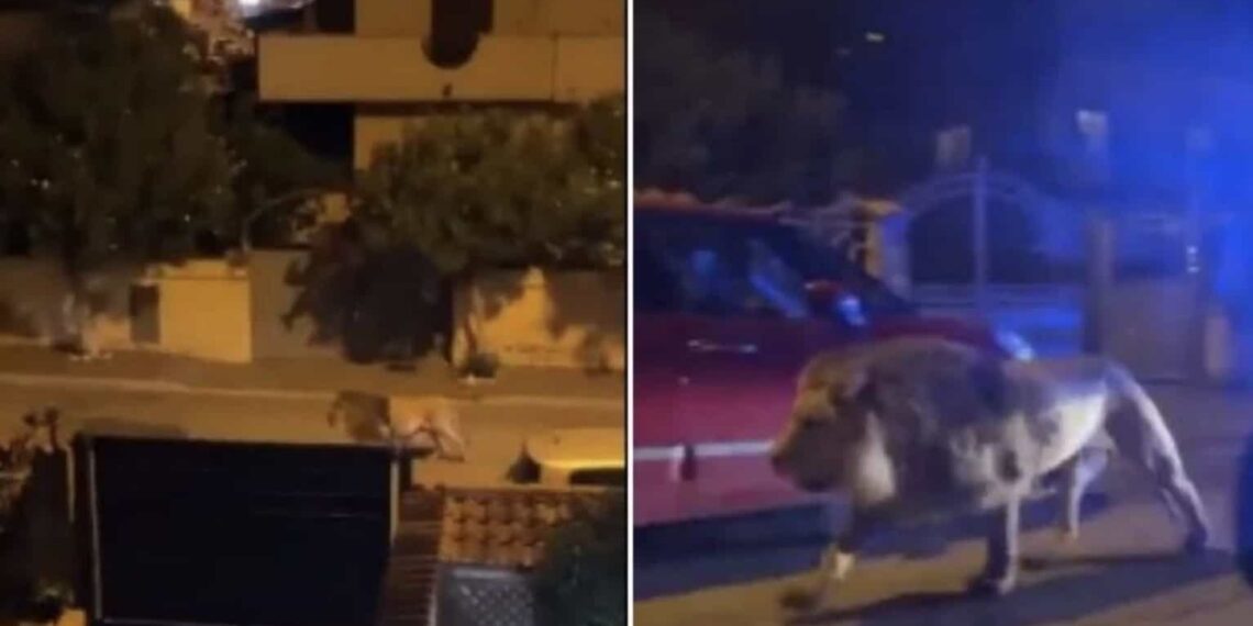 El alcalde de la ciudad alertó a los habitantes a no salir de sus viviendas.