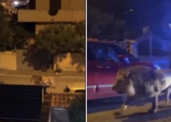 El alcalde de la ciudad alertó a los habitantes a no salir de sus viviendas.