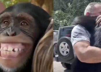 El emotivo video se hizo viral en “X”, debido a la reacción tan auténtica del primate.