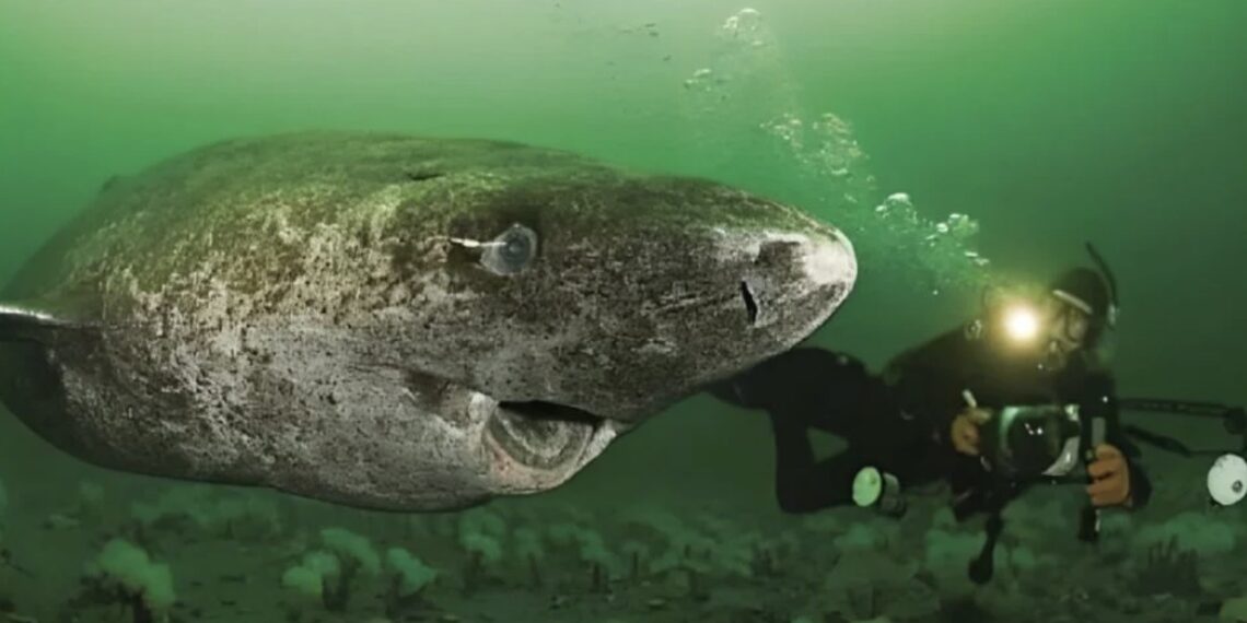 Se calcula que este tiburón nació en 1505, por lo que tendría entre 518 y 519 años.