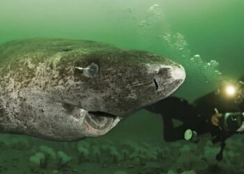 Se calcula que este tiburón nació en 1505, por lo que tendría entre 518 y 519 años.