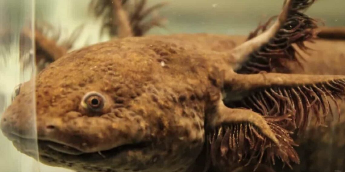 Al icónico ajolote es posible adoptarlo por medio de aportaciones con la que se busca rehabilitar su hábitat.