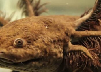 Al icónico ajolote es posible adoptarlo por medio de aportaciones con la que se busca rehabilitar su hábitat.