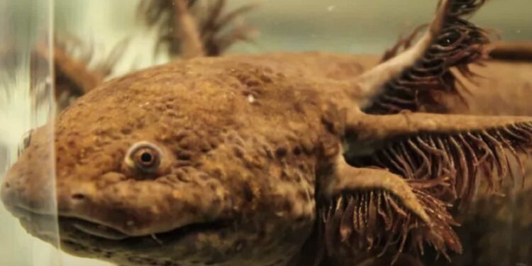 Al icónico ajolote es posible adoptarlo por medio de aportaciones con la que se busca rehabilitar su hábitat.