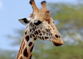 El equipo veterinario brindó atención médica rápidamente a la jirafa tras el incidente, pero no lograron salvarla.