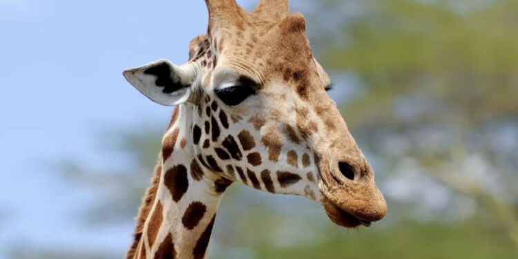 El equipo veterinario brindó atención médica rápidamente a la jirafa tras el incidente, pero no lograron salvarla.