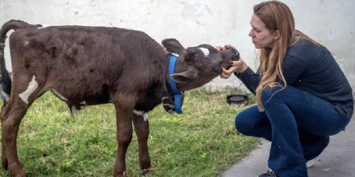 Mujer gasta casi 2 mil pesos para salvar a un ternero de ser cocinado para la cena navideña
