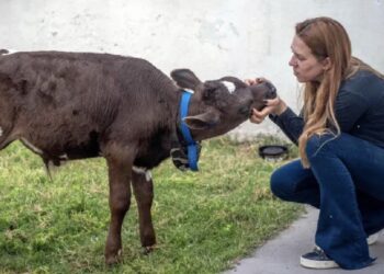 Mujer gasta casi 2 mil pesos para salvar a un ternero de ser cocinado para la cena navideña