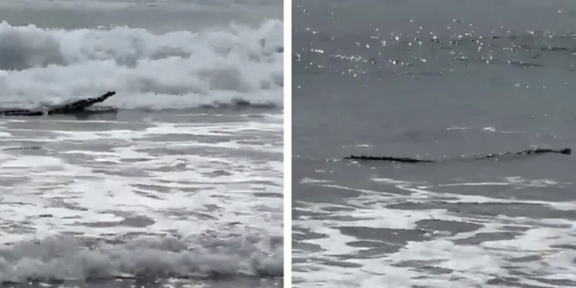 El animal se encontraba en la orilla de la playa, mientras los presentes lo veían sorprendidos.