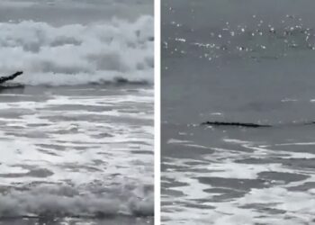 El animal se encontraba en la orilla de la playa, mientras los presentes lo veían sorprendidos.