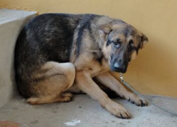 Los hechos ocurrieron en la colonia Villas de San Nicolás, de León, Guanajuato, donde un activista recibió la alerta