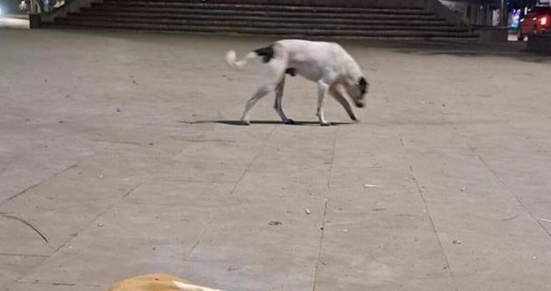 Profunda indignación generó en redes sociales un caso más de crueldad animal