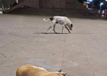 Profunda indignación generó en redes sociales un caso más de crueldad animal