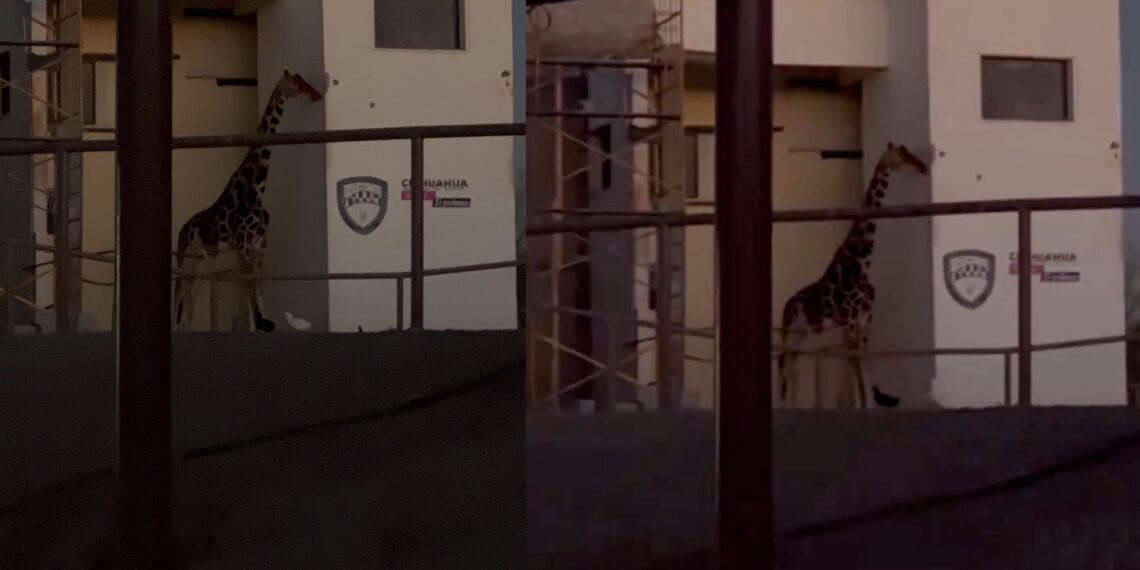 El animal sufrió las intensas olas de calor sin un lugar donde tomar sombra y las frías noches desde la intemperie.