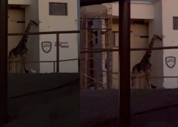 El animal sufrió las intensas olas de calor sin un lugar donde tomar sombra y las frías noches desde la intemperie.