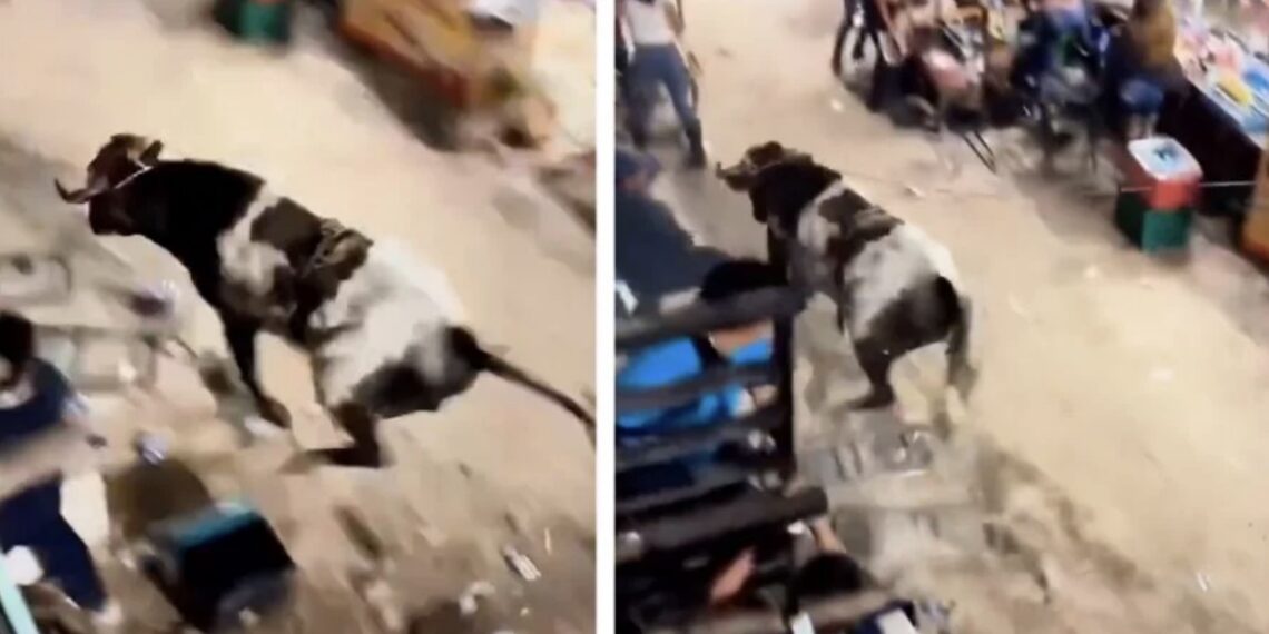 Toro escapa del ruedo y provoca pánico y daños en una feria