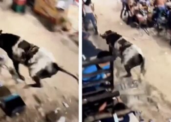 Toro escapa del ruedo y provoca pánico y daños en una feria