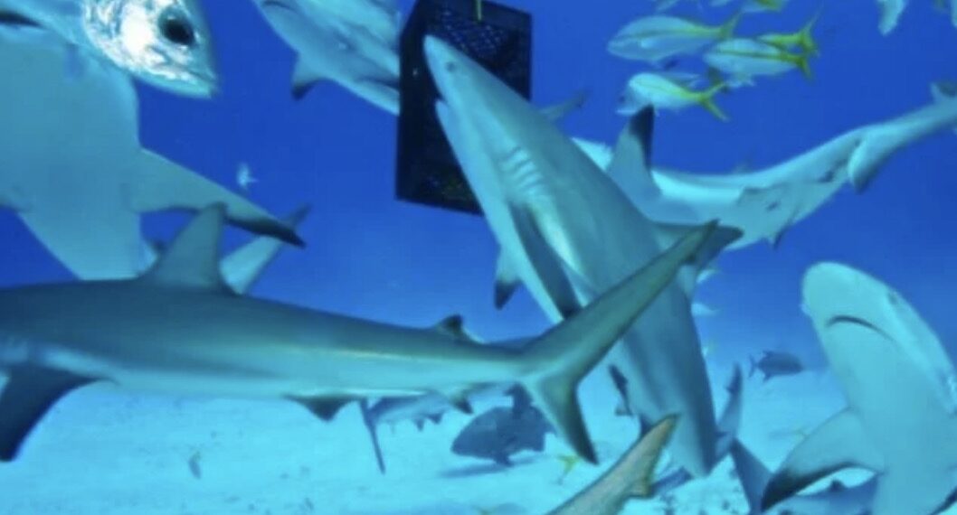 El menor no fue identificado, solo se dio a conocer que tiene 10 años.