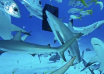 El menor no fue identificado, solo se dio a conocer que tiene 10 años.