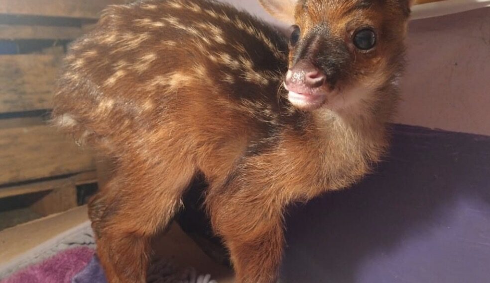 El ejemplar fue puesto a salvo y bajo revisión para verificar su salud