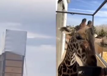 ¡Adiós Benito! La jirafa ya dejó el Parque Central en Juárez rumbo a su nuevo hogar en Puebla