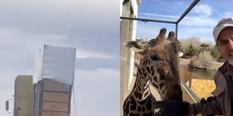 ¡Adiós Benito! La jirafa ya dejó el Parque Central en Juárez rumbo a su nuevo hogar en Puebla