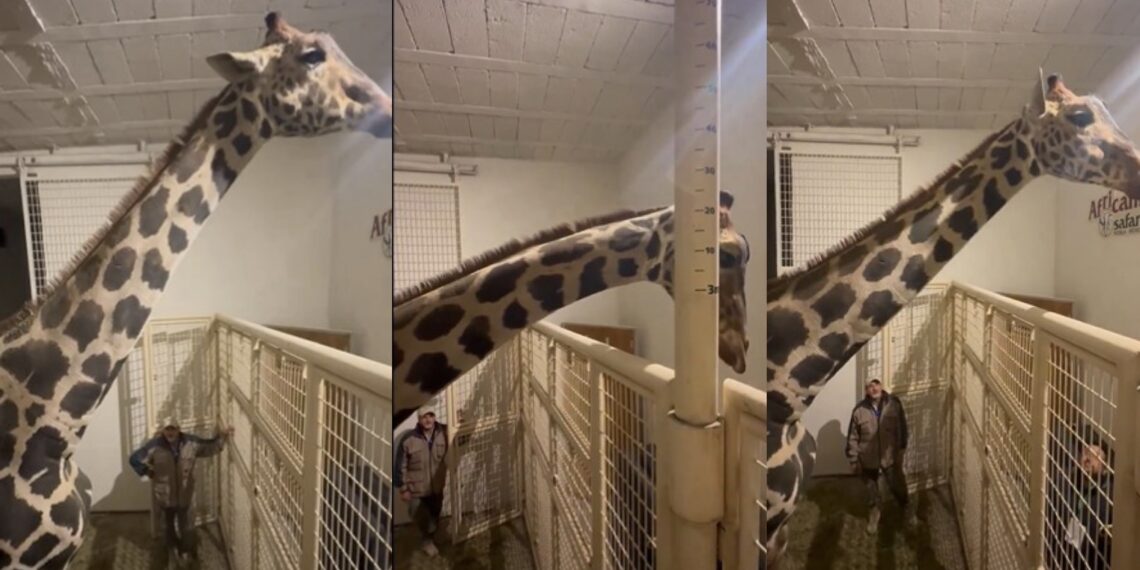 Luego de 30 horas de trayecto, la jirafa Benito llegó a su nuevo hogar en el parque Africam Safari de Valsequillo, Puebla