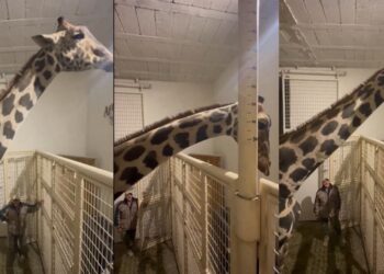 Luego de 30 horas de trayecto, la jirafa Benito llegó a su nuevo hogar en el parque Africam Safari de Valsequillo, Puebla