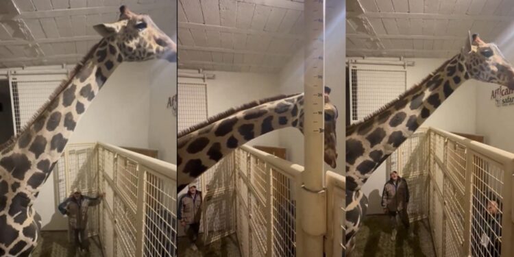 Luego de 30 horas de trayecto, la jirafa Benito llegó a su nuevo hogar en el parque Africam Safari de Valsequillo, Puebla