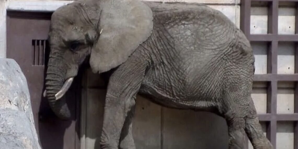 El grave descuido que viven ejemplares, algunos en peligro de extinción en zoológicos de México