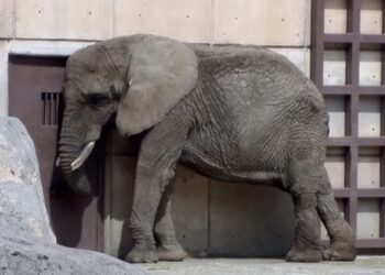 El grave descuido que viven ejemplares, algunos en peligro de extinción en zoológicos de México