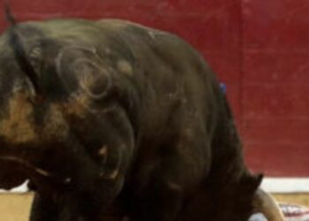 Apenas el pasado fin de semana La Monumental se llenó en su reactivación, algo que fue cuestionado por personas que señalan la práctica como crueldad animal.