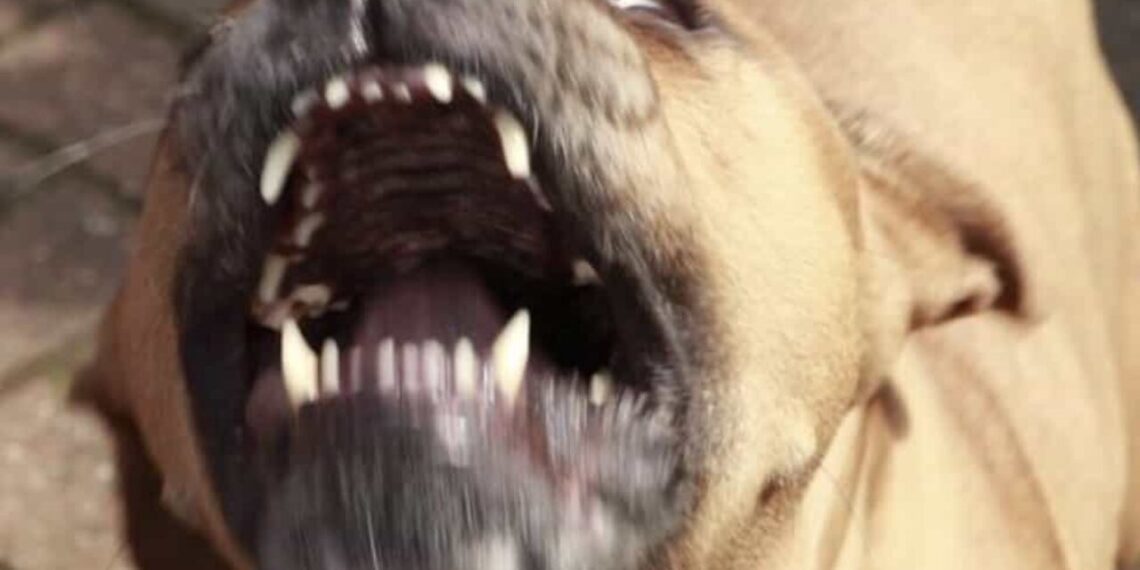 La Fiscalía de Oaxaca informó que abrió una carpeta de investigación por las heridas que sufrió el niño tras ser atacado por perros pitbull.