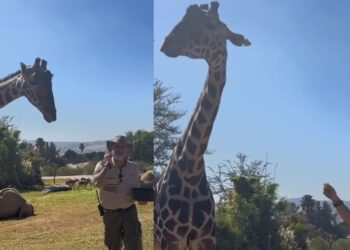 En un transmisión en vivo, Frank Carlos Camacho, director de este parque, contó algunos detalles de la estancia de Benito