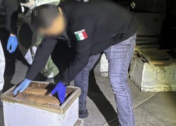 Hallan fentanilo y cocaína en paneles de abejas