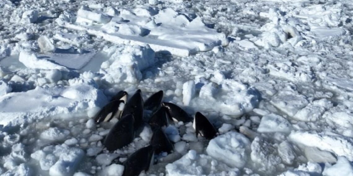 Grupo de orcas queda atrapado en el hielo en Japón