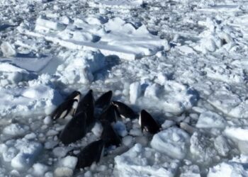 Grupo de orcas queda atrapado en el hielo en Japón