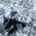 Grupo de orcas queda atrapado en el hielo en Japón
