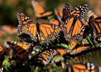Algunos grupos de mariposas no pudieron ni siquiera llegar a Canadá.