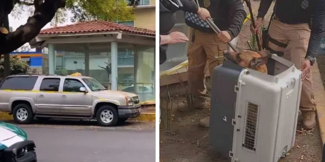 Vecinos del sector mencionaron que el lomito y el hombre de 65 años siempre estaban juntos y solían vivir en una camioneta.