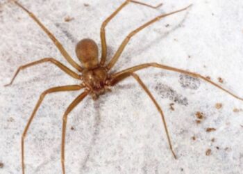 La araña violinista (loxosceles jaca) es una especie de arácnido que habita en la mayor parte de México, oculta en rincones oscuros de la casa