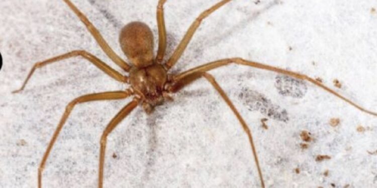 La araña violinista (loxosceles jaca) es una especie de arácnido que habita en la mayor parte de México, oculta en rincones oscuros de la casa