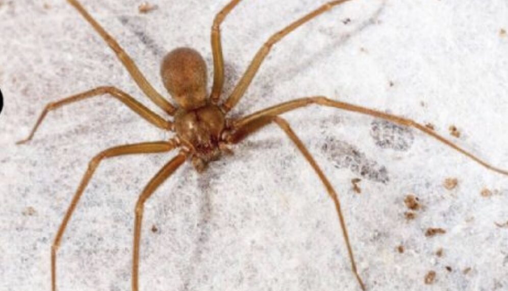La araña violinista (loxosceles jaca) es una especie de arácnido que habita en la mayor parte de México, oculta en rincones oscuros de la casa